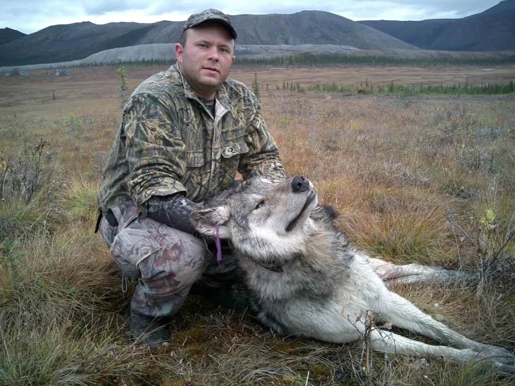 A beautiful Arctic wolf taken on one of our unguided caribou hunts