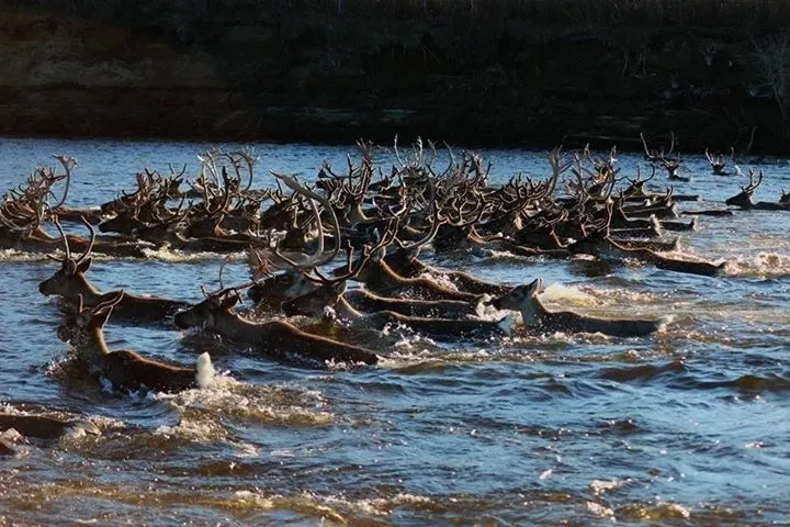 Caribou bulls swimming a river during the migration
